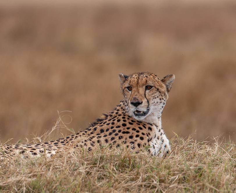 Wilderness Chitabe Lediba Wildlife Cheetah