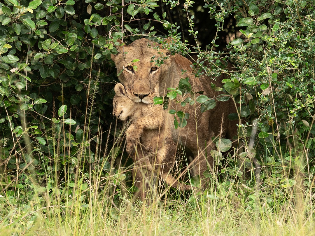 Wilderness Rwanda Wildlife Lions