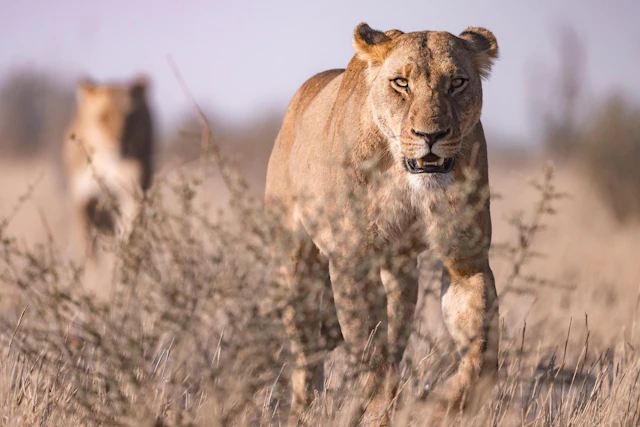 Botswana's Wildest Regions