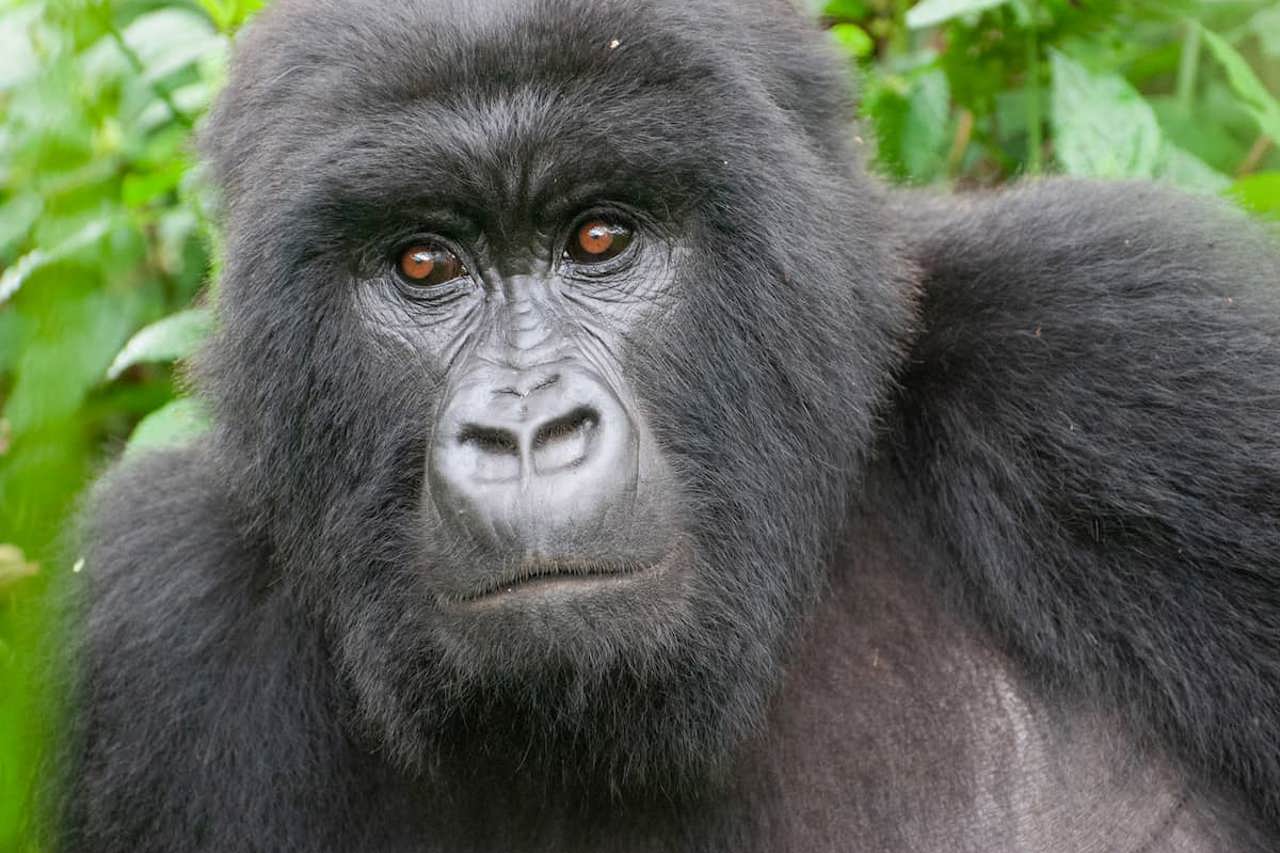 Spending time with gorillas while trekking in Rwanda