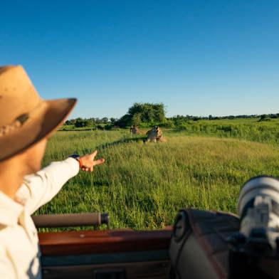 Wilderness Mombo Game Drive In Green Season Lions In Lush Grass