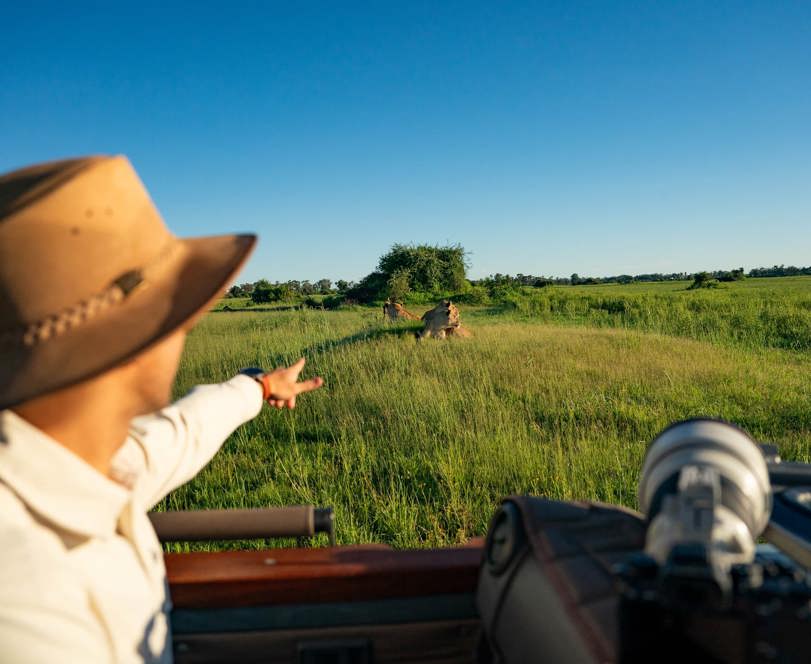 Wilderness Mombo Game Drive In Green Season Lions In Lush Grass
