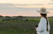 Looking out at a group of elephants grazing in a grassy field during sunset in the Linyanti