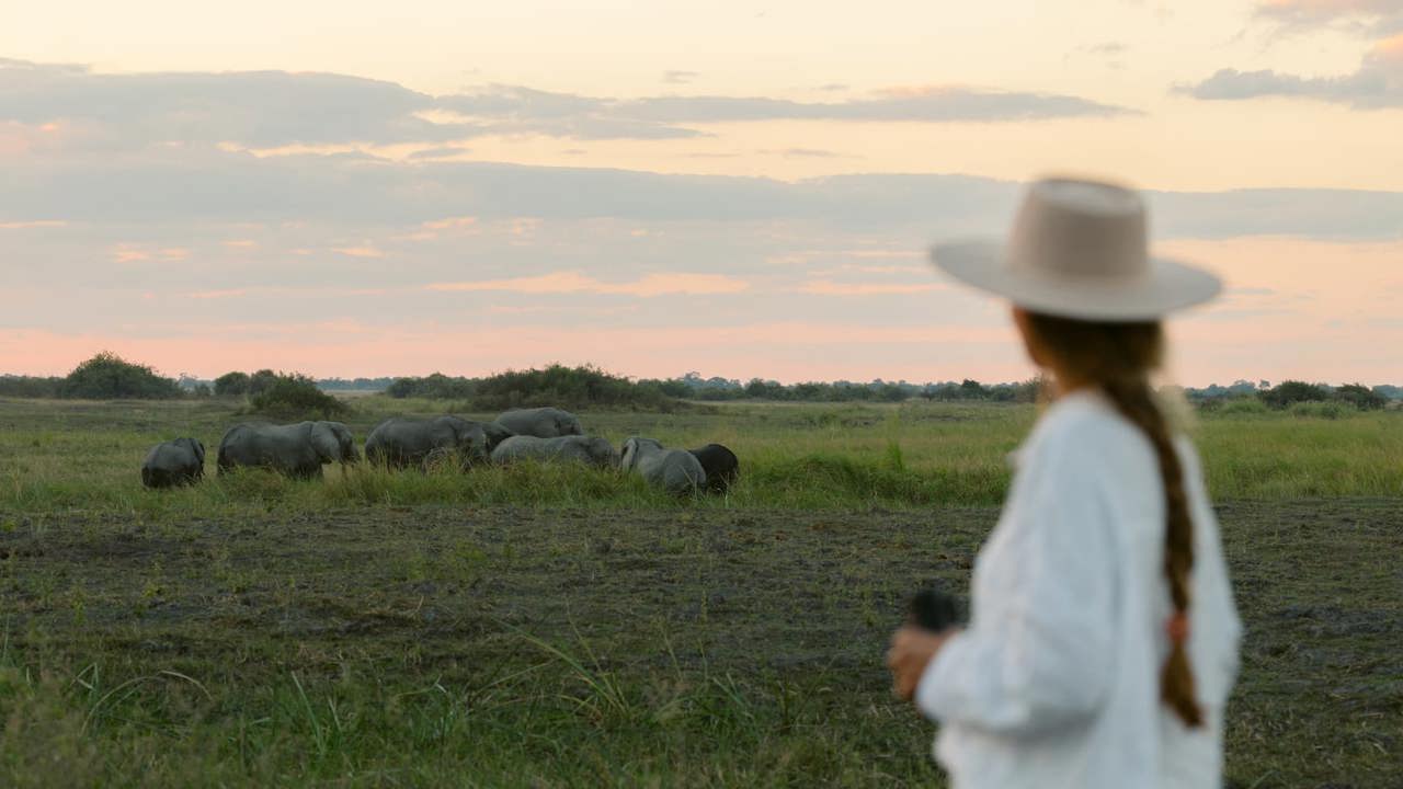 Looking out at a group of elephants grazing in a grassy field during sunset in the Linyanti