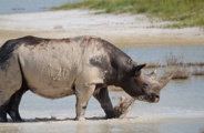A Black rhino seen enjoying a wallow in the salt pans of the Etosha National Park