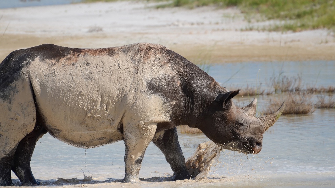 A Black rhino seen enjoying a wallow in the salt pans of the Etosha National Park