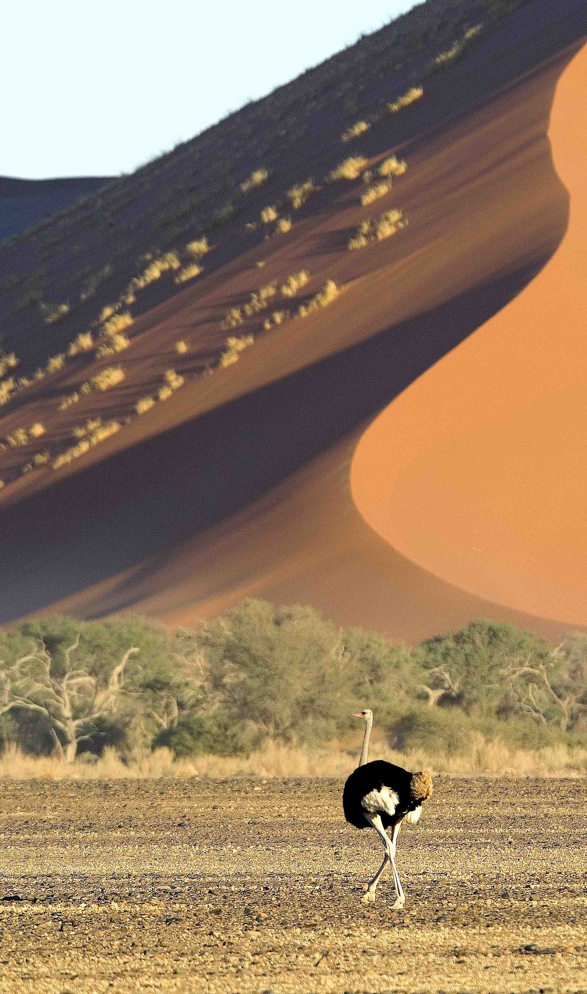 Wilderness Little Kulala Namibia Wildlife Ostrich