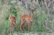 Impala lambs walking amongst the bushes in Gomoti Botswana