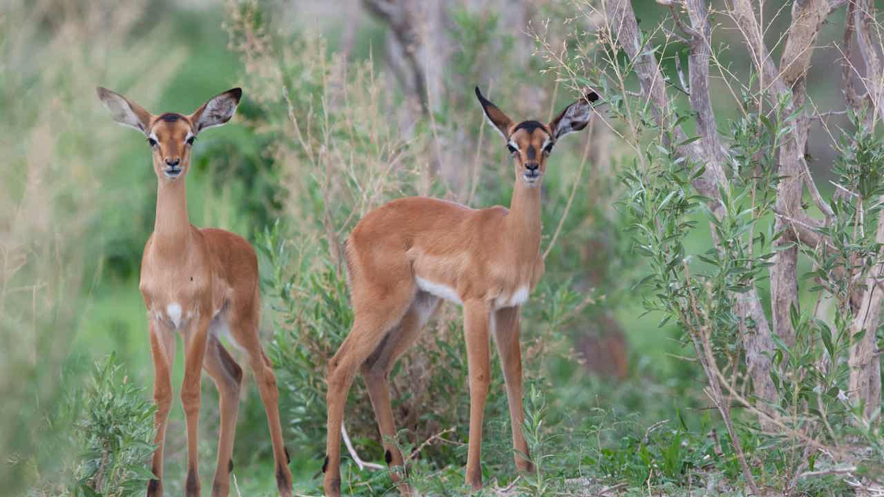 Impala lambs walking amongst the bushes in Gomoti Botswana