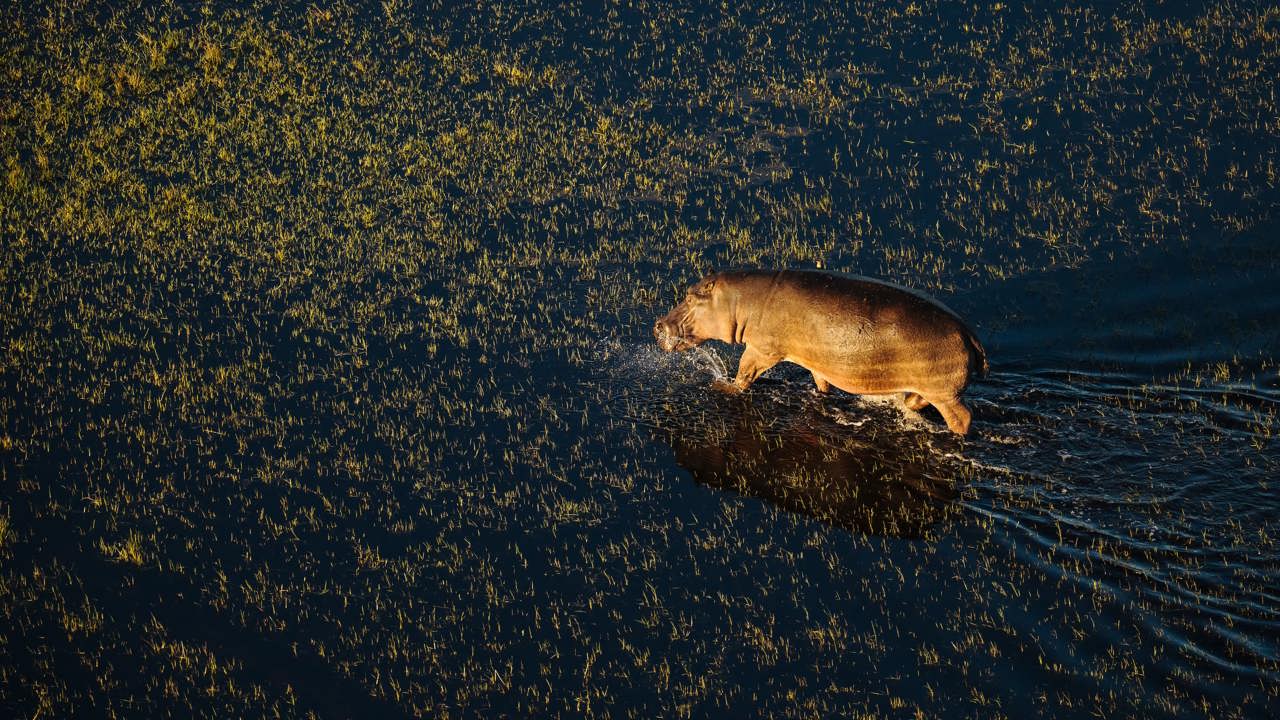 Aerial view of a large hippopotamus wading through the shallow, dark Okavango Delta water and short marsh grass, lit by the sun.