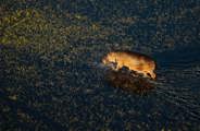Aerial view of a large hippopotamus wading through the shallow, dark Okavango Delta water and short marsh grass, lit by the sun.