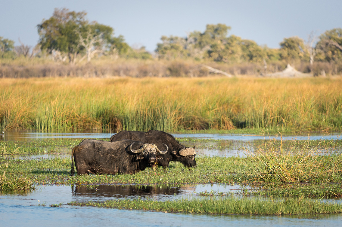Wilderness Dumatau Botswana Wildlife Buffalo