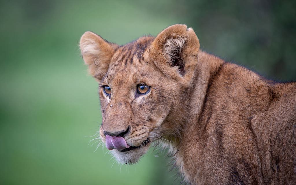 Close-up of a lion cub in Tanzania