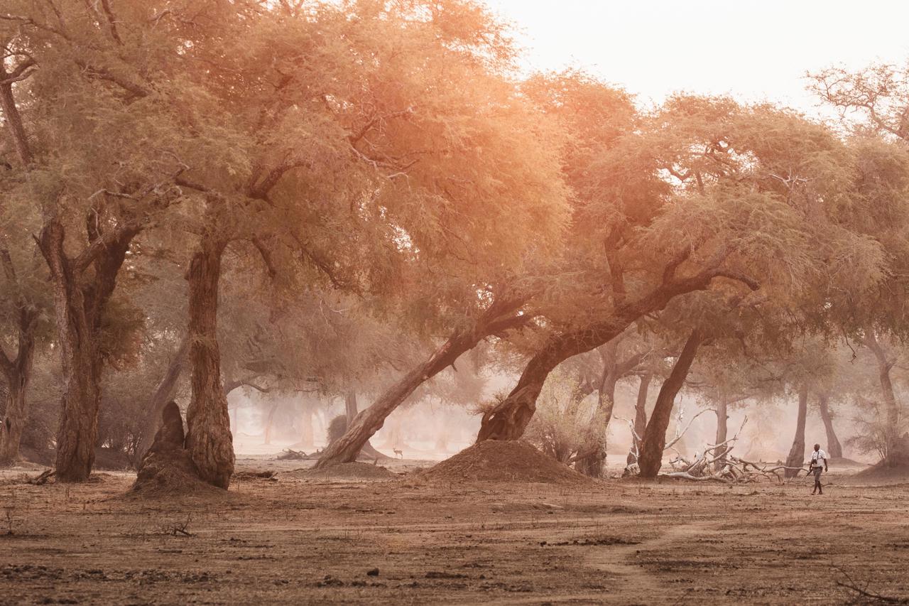 A guide walks in the foreground of an albida forest in soft light in the background