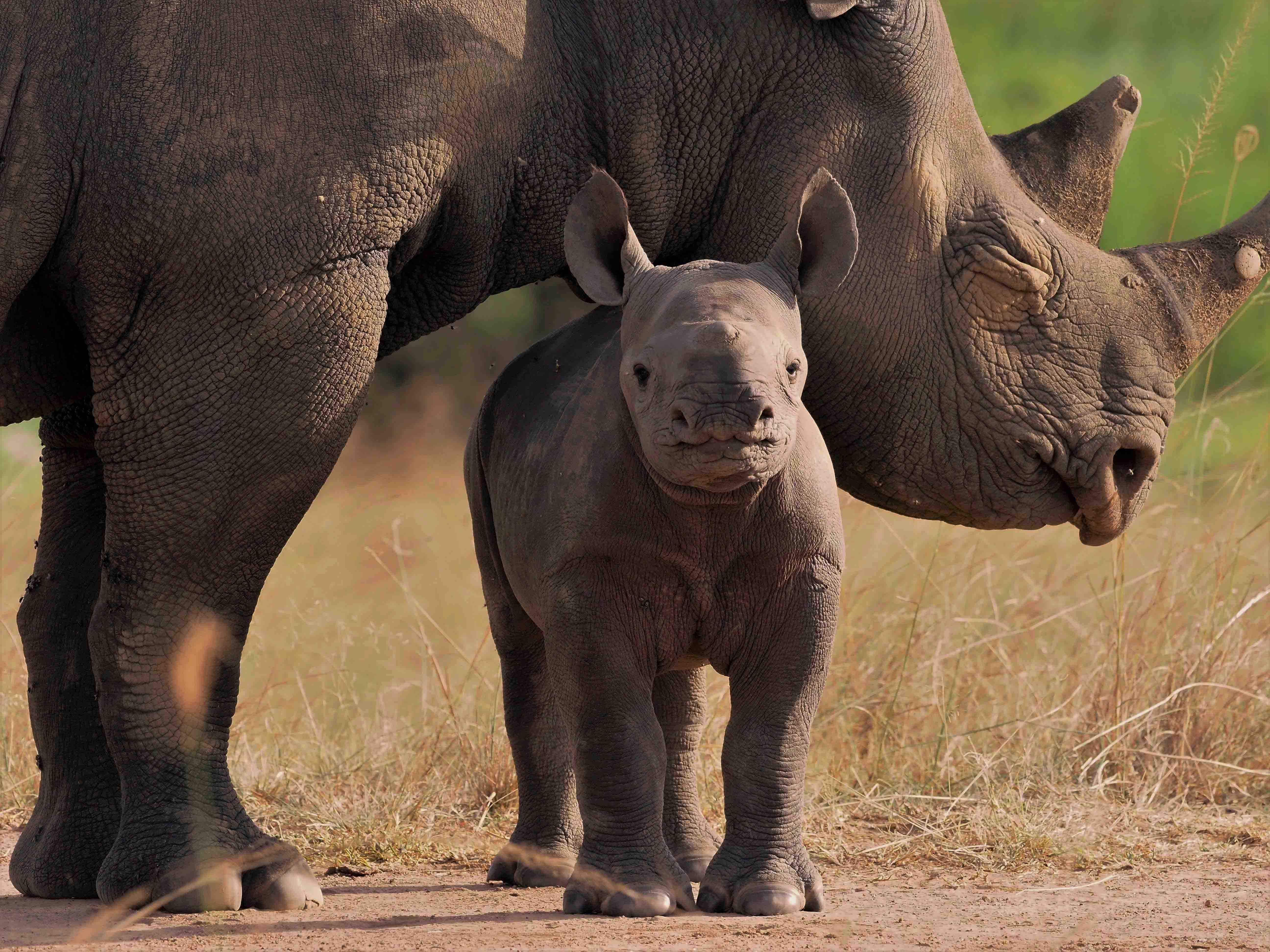 Safari sighting of rhino mother with calf