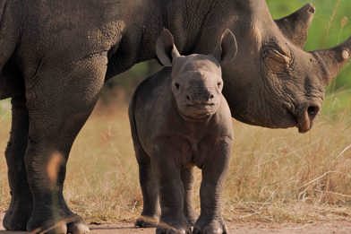 Safari sighting of rhino mother with calf