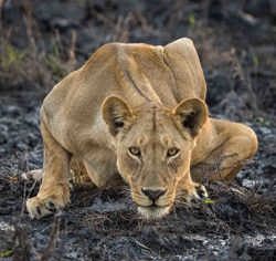 Lionness drinking water from a waterhole in Botswana