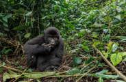 A gorilla seen resting in the forest near Wilderness Bisate in Rwanda