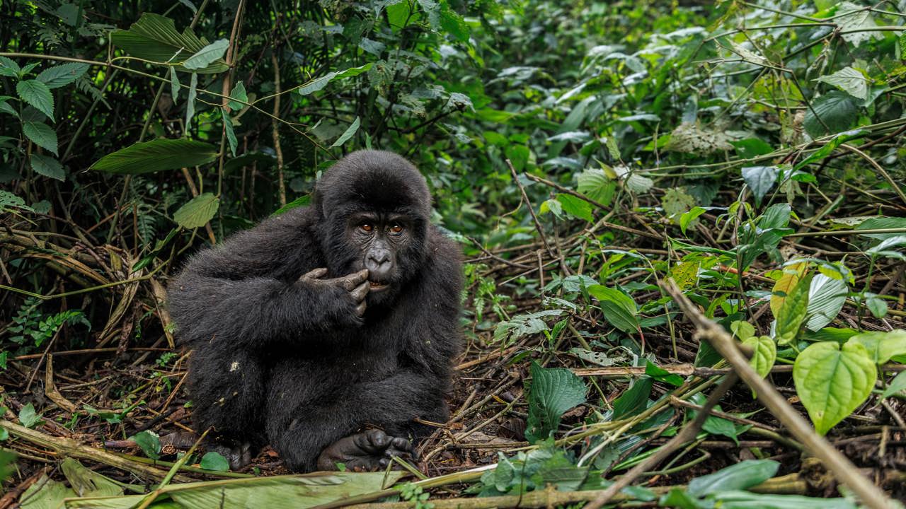 A gorilla seen resting in the forest near Wilderness Bisate in Rwanda