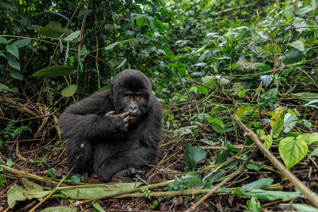 A gorilla seen resting in the forest near Wilderness Bisate in Rwanda