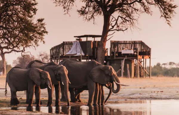 Elephants drinking at Scotts Pan Linkwasha, Linkwasha Camp