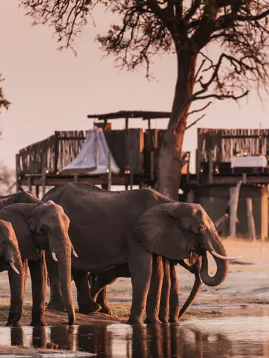 Elephants drinking at Scotts Pan Linkwasha, Linkwasha Camp