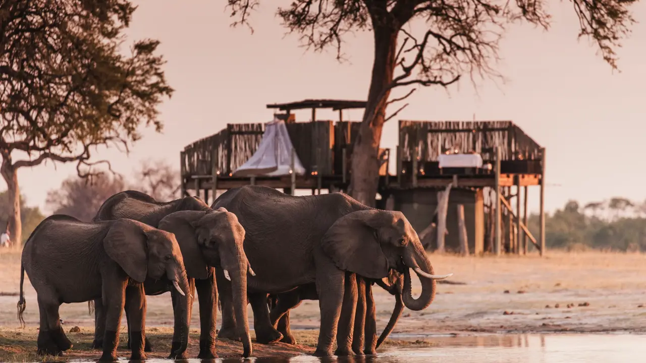 Elephants drinking at Scotts Pan Linkwasha, Linkwasha Camp