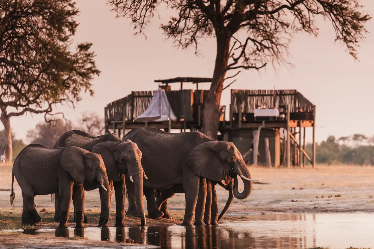 Elephants drinking at Scotts Pan Linkwasha, Linkwasha Camp