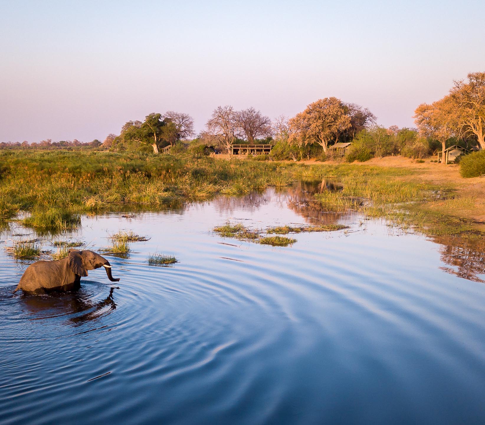 Wilderness Botswana Elephant in the Delta