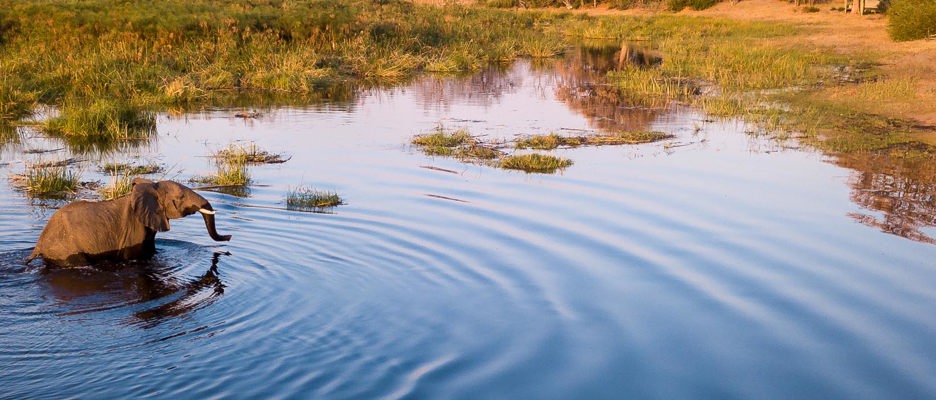 Wilderness Botswana Elephant in the Delta