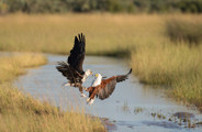 Wilderness Kwetsani Botswana Gallery Fish Eagles Fighting