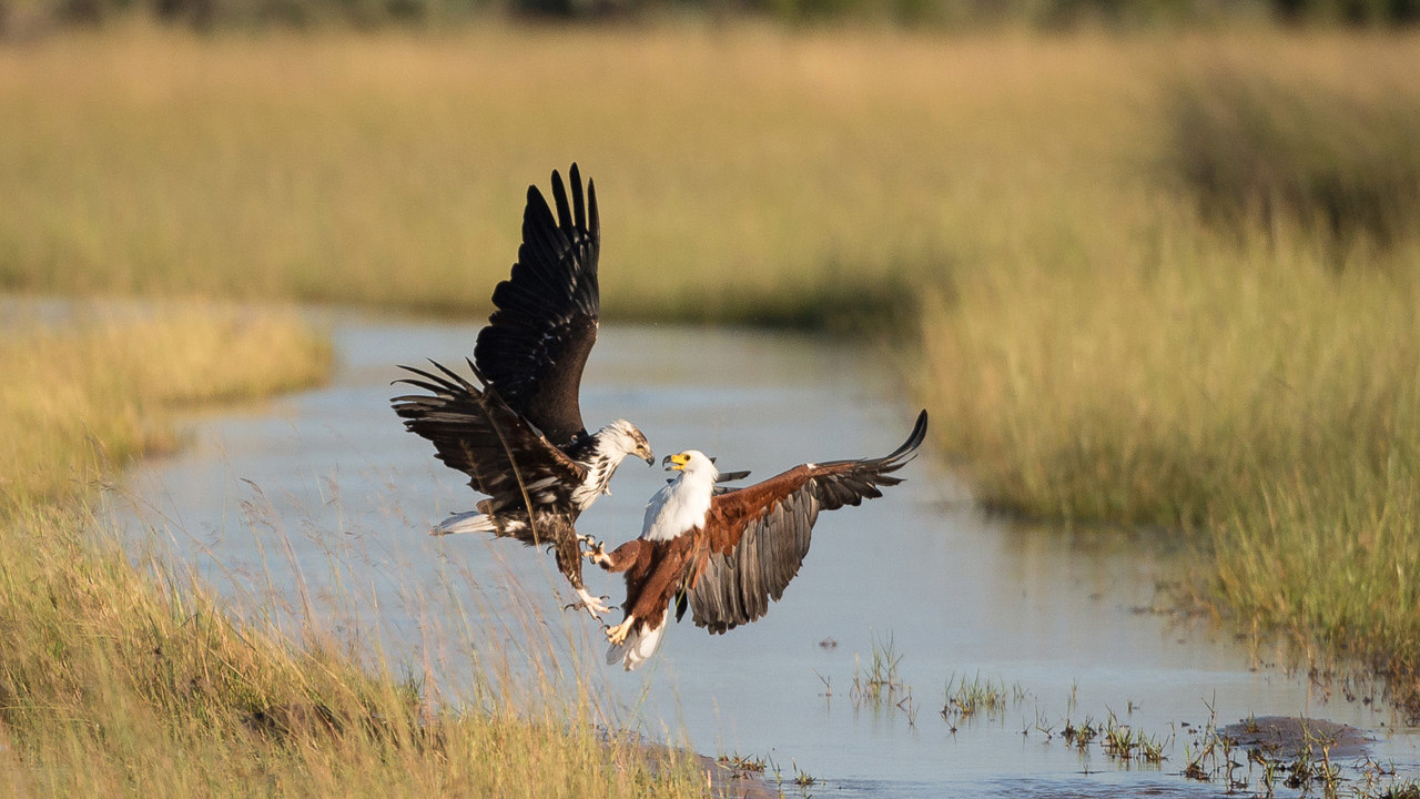 Wilderness Kwetsani Botswana Gallery Fish Eagles Fighting