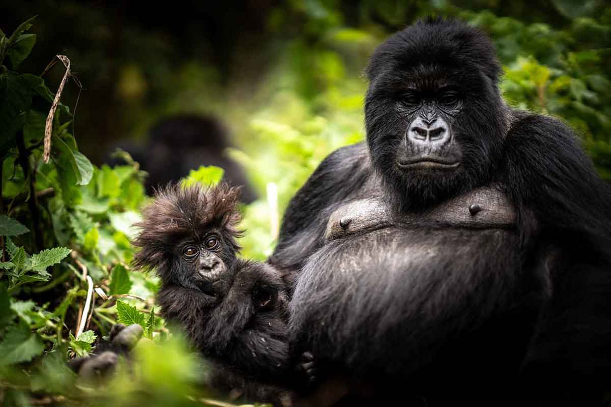 Get close to discovering gorillas in the mist in Rwanda