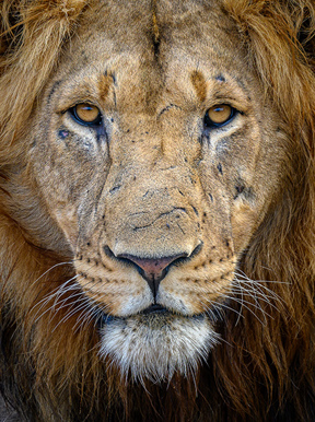 Wilderness Akagera Wildlife Lion