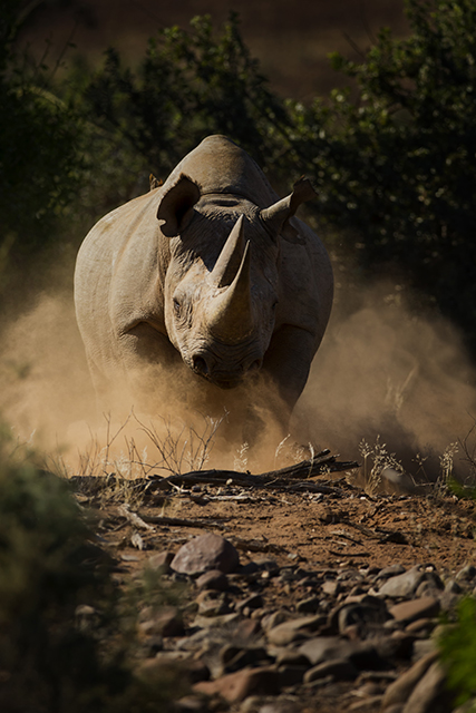 Wilderness Namibia Wildlife Black Rhino