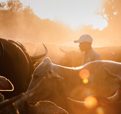 A farmer in a cap standing amongst a large herd of cattle at golden hour, capturing the culture of cattle ownership in Botswana.