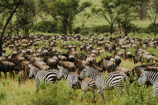 East Africa's Wildlife: Wildebeest & Whale Sharks