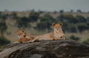 Lions sunning on a rocky outcrop in Tanzania