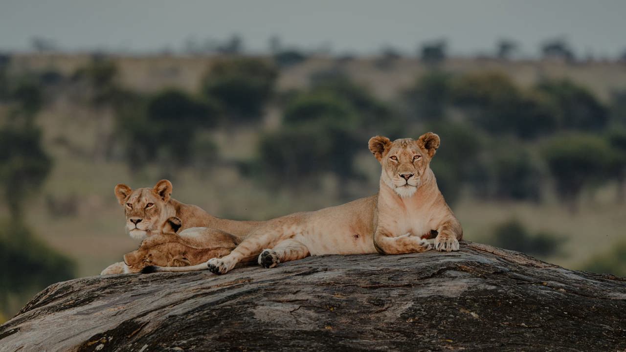 Lions sunning on a rocky outcrop in Tanzania