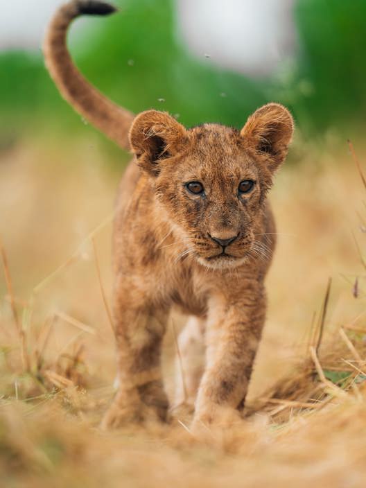 A single lion cub walking through short, dry savanna grass with its tail held high, photographed at Chitabe, Botswana.