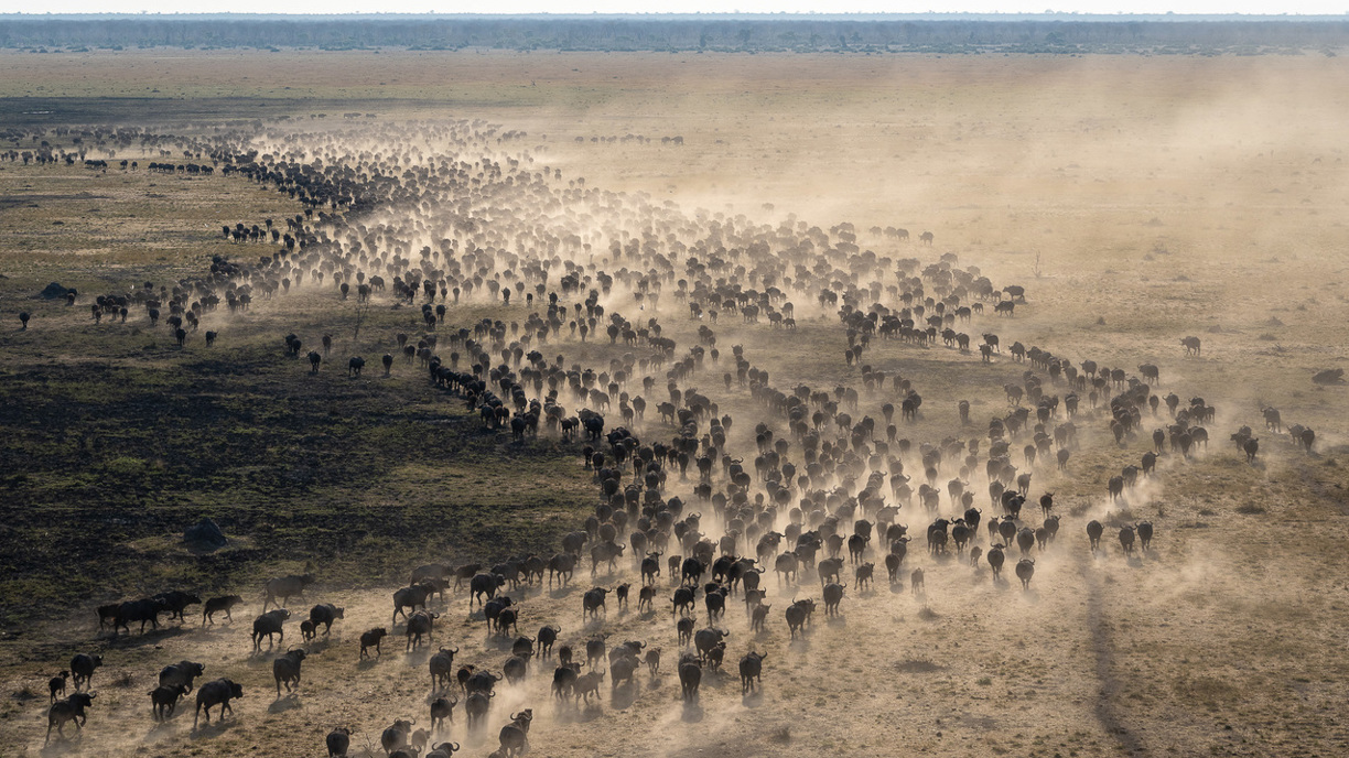 A vast herd of buffalo migrates across a dry savannah landscape, kicking up a cloud of dust.
