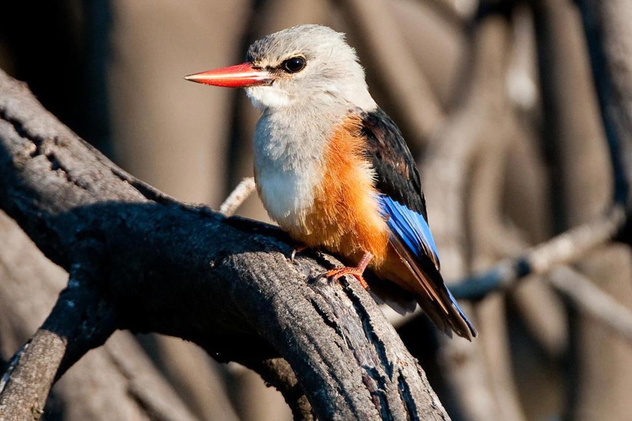 Grey-headed kingfisher perched on a tree in the Okavango Delta