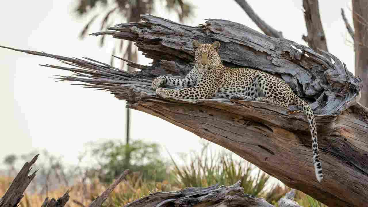 Leopard resting on a fallen tree trunk in the savannah
