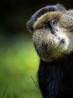 Curious Golden monkey at Wilderness Bisate Reserve Rwanda 