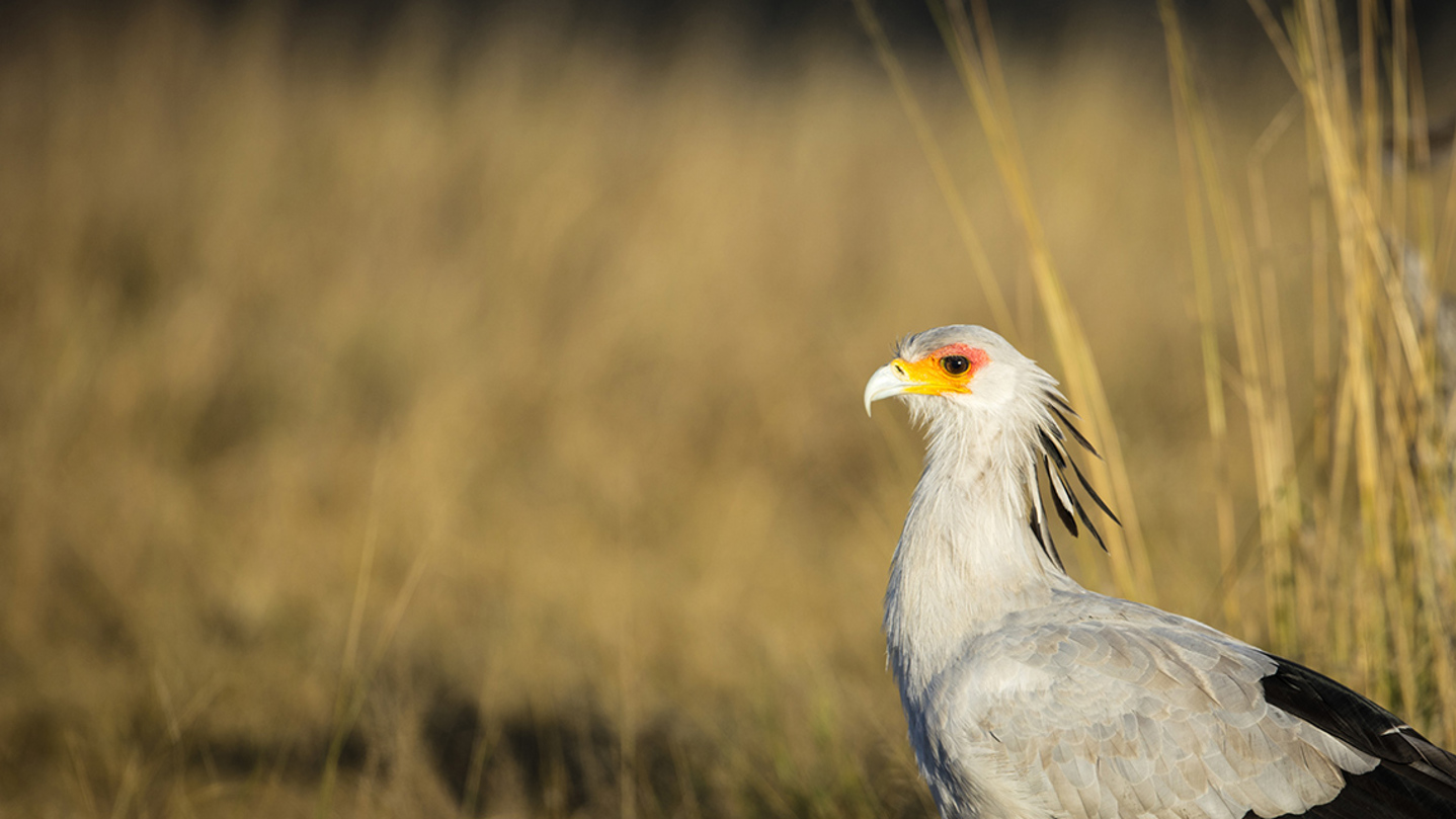Wilderness Botswana Wildlife Secretary Bird Kalahari