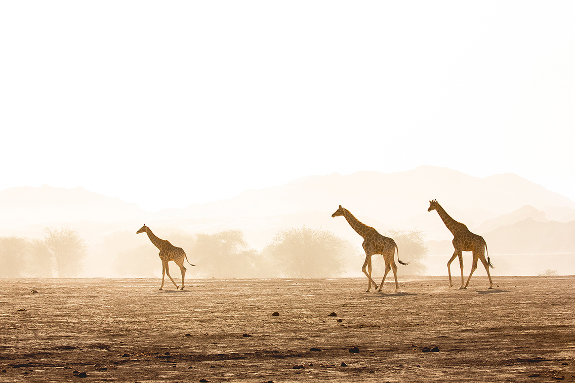 Wilderness Namibia Landscape Giraffe
