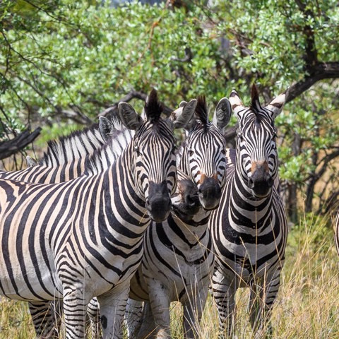Wilderness Seba Botswana Wildlife Zebra