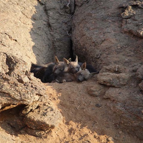Brown hyena cubs sheltering inside a rocky den site in the Hoanib River, Namibia — photograph by Emsie Verwey