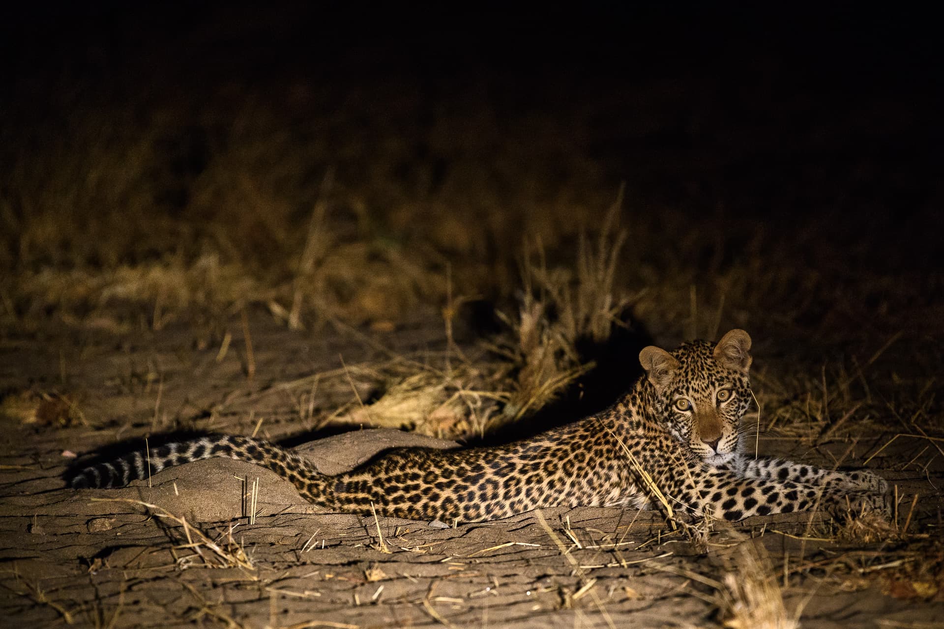 Leopard seen at night on safari at Wilderness Little Ruckomechi, Zimbabwe