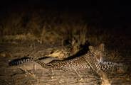 Leopard seen at night on safari at Wilderness Little Ruckomechi, Zimbabwe